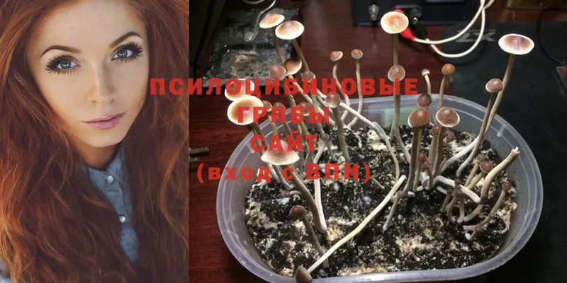 Галлюциногенные грибы Psilocybe Шарыпово